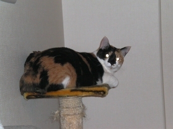 2009-10-26ミケ光線.JPG