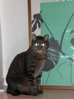 2009-11-16目が光るシマ.JPG