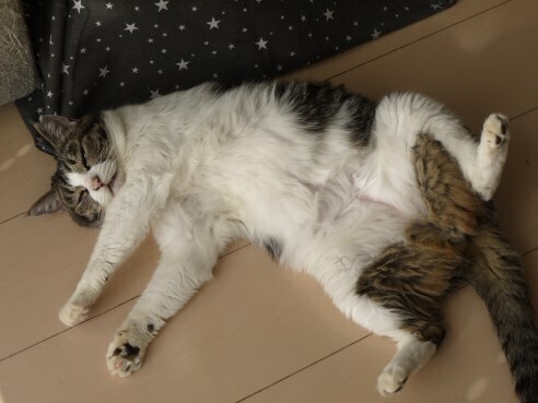 おっぴろげまる.JPG