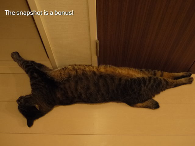 おまけのシマさん.jpg