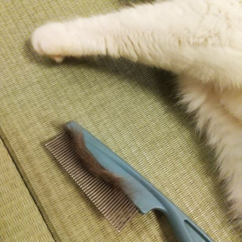 けっこう取れる.JPG