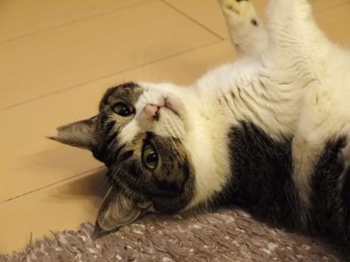 こっち見るまるちゅ.JPG
