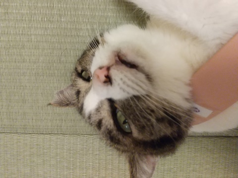 じゃすられるまる.JPG