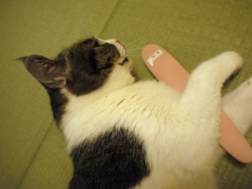 じゃすりを抱えさせられるまる.JPG