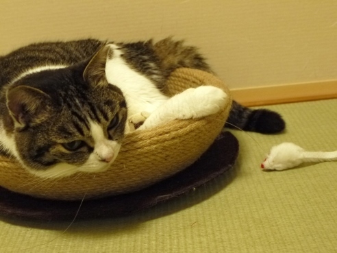 つめとぎベッドにイン.JPG