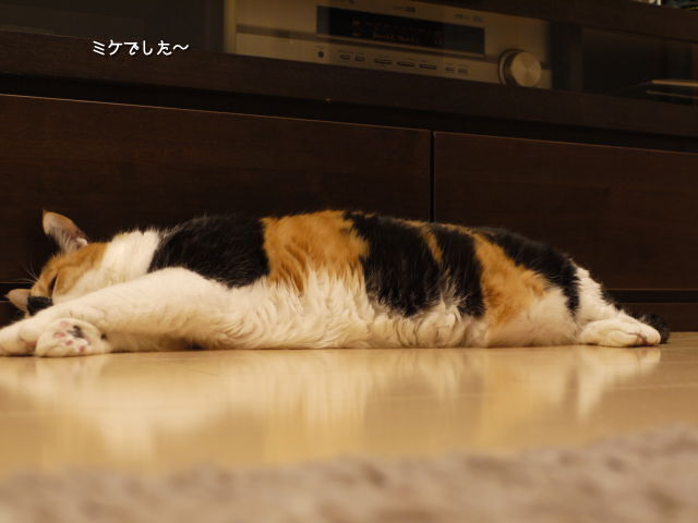 とどみけ.jpg