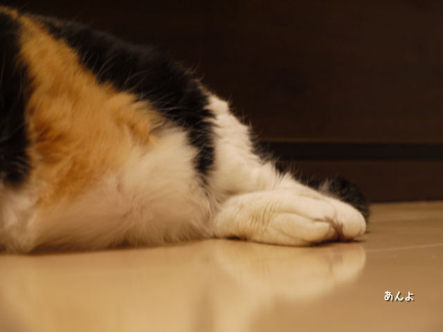 とどみけの足.jpg