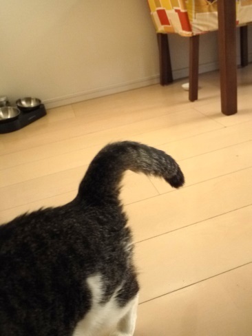 まるのしっぽ.JPG