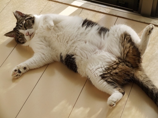 まるの開き.JPG