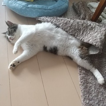 オヤジ寝まる.JPG