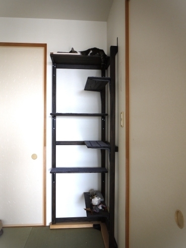 キャットタワーのまる.JPG