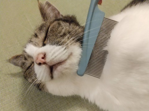クシ好きまる.JPG