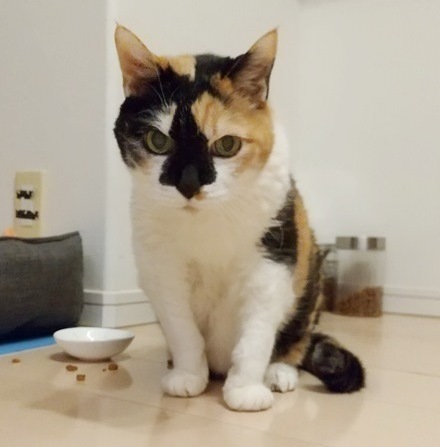 ゴハンがほしいミーちゃん.JPG