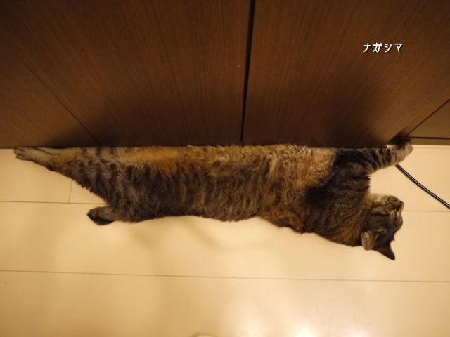 ナガシマ.jpg
