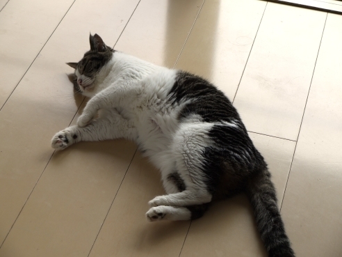 ボサボサのまるちゃん.JPG