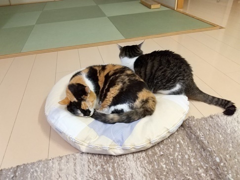 ミケと一緒に寝たいまる.JPG