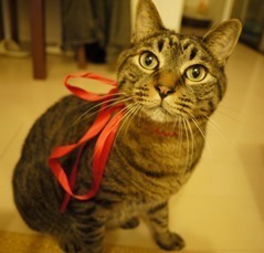 ミニシマさん.JPG