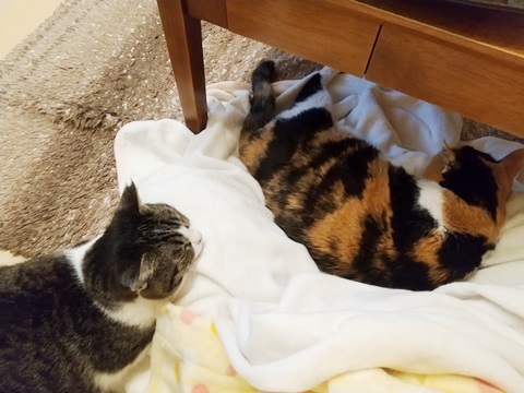 モテモテなわたし.JPG