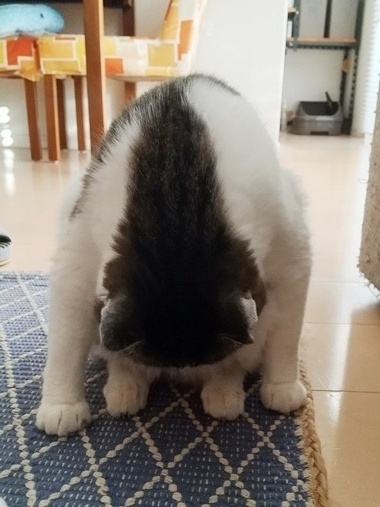変な毛づくろいまる.JPG