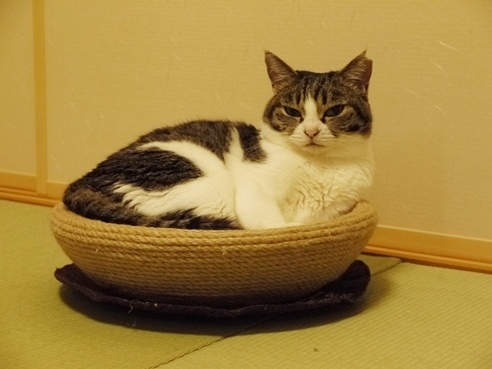 爪とぎベッドがお気に入りのまる.JPG