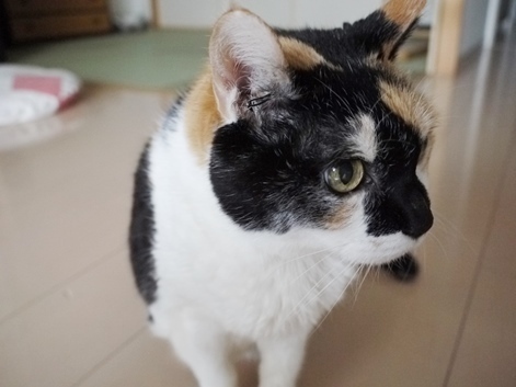 猫の日のミケさん.JPG