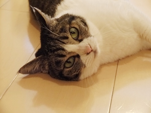 甘えるまるちゅ.JPG