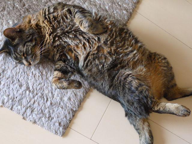腹だしシマ.jpg
