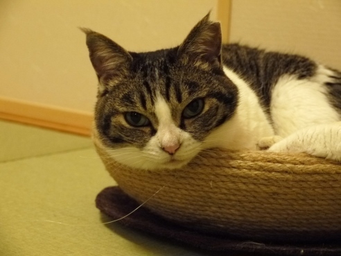 見つめるまるちゅ.JPG
