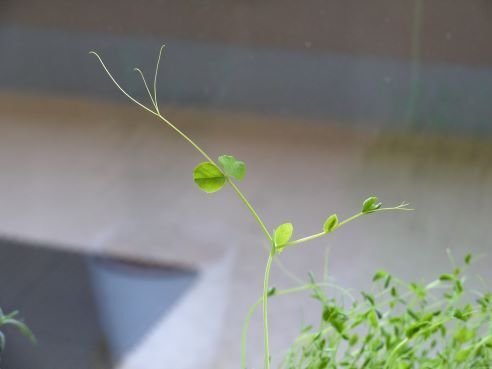豆苗の先芽.JPG